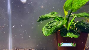 Echinodorus Iguazu 2009 - 180 Days - Supplemental Video - High Tech Planted Tank