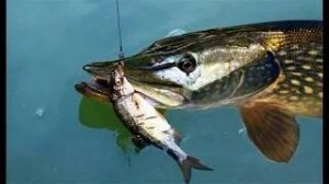 Щука 4 кило!! Обзор осенней рыбалки на живца!!!