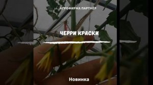 Томат "Черри Краски" Агрофирма "Партнёр"