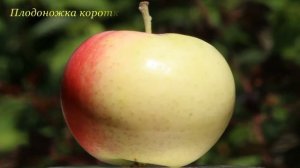 Яблоня Супер прекос (Malus domestica Super prekos, Apple Super prekos)