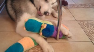 Хаски по кличке Шкипер со змеей.