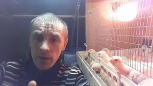 Первые сутки.Чем поить цыплят,утят,индюшат,гусят....