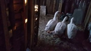 Делаю обход хозяйства. Какой мороз переносят наши гуси, куры.