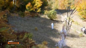 Грибная тайна горы Ачишхо с;;;