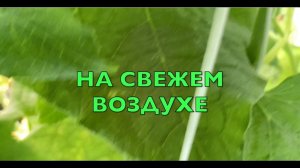 ВЫРАЩИВАНИЕ АРБУЗОВ. ПОСАДКА РАССАДЫ В ОТКРЫТЫЙ ГРУНТ