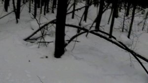 24декабря22г. Охота с русскими гончими Флейтой и Баяном владелец Артур Кашин г. Городец