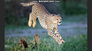 Самое быстрое животное в мире.( на земле)