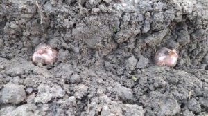 Как сажать чеснок правильно | Два способа посадки чеснока | Осенняя посадка чеснока