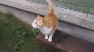 Русские коты ))) (360p)