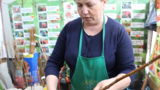 Саженцы малины. Советы специалиста.