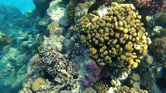 Club El Faraana Reef 4* Ras Um El Sid. Egypt смотреть онлайн