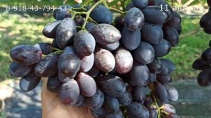 Крупноплодный и очень вкусный мягкосемянник, виноград "Черный хрусталь"