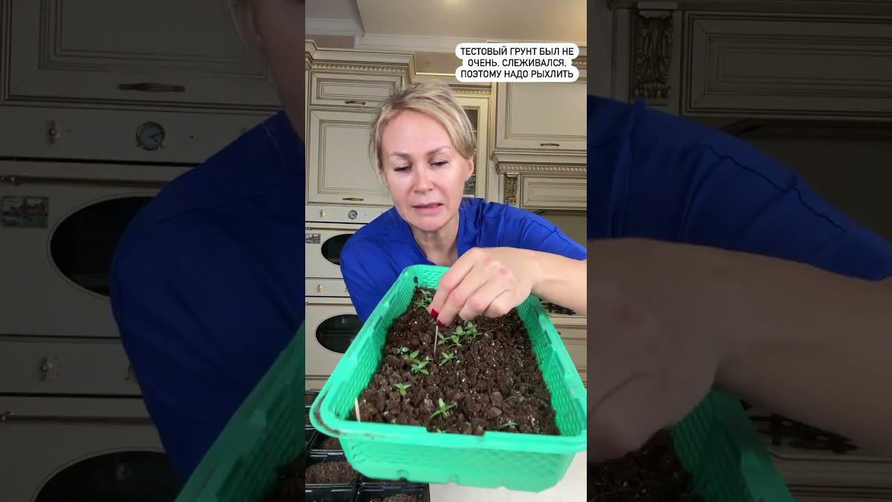 Как добиться хорошей корневой системы у рассады эустомы. Часть 2