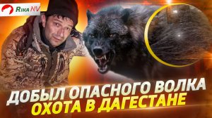 Наказал опасного волка! Охота с Магомедом в Дагестане.