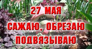 27 мая. Сажаю, обрезаю, подвязываю