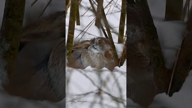 Вот такая вот интересная встреча с зайцем пока приваду делали