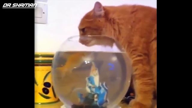 Приколы с Котами и Кошками Смешные коты в воде ПРИКОЛЫ С ЖИВОТНЫМИ Fun with Cats смотреть онлайн