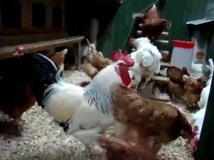 Куры несушки Ломан Браун и Хайсекс. Как несутся куры зимой?