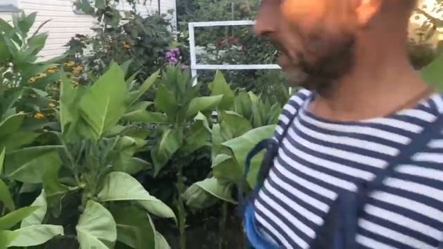 КАК ВЫРАСТИТЬ ТАБАК У СЕБЯ НА ОГОРОДЕ