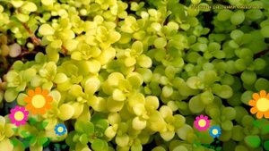 Очиток толстоветвистый Йеллоу. Краткий обзор, описание характеристик sedum makinoi Yellow