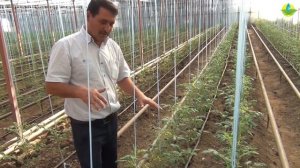 ЗАЩИТА ТОМАТА ОТ БОЛЕЗНЕЙ. ФОРМИРОВКА ТОМАТА В ТЕПЛИЦЕ (06-08-2019)