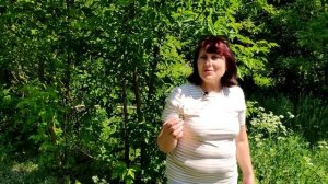 Чабрец, польза и заготовка