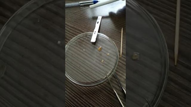 ЭЛЕКТРОННАЯ МИКРОСКОПИЯ. Забор материала в глютаральдегиде. смотреть онлайн