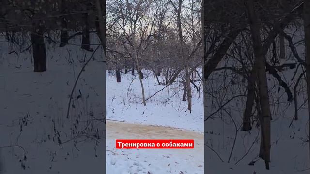 Тренировка с собаками зимой #джекрасселтерьер #шпиц #бег #dog