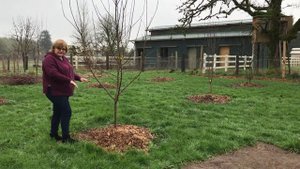 Польза Древесной Щепы в Огороде (wood chips)