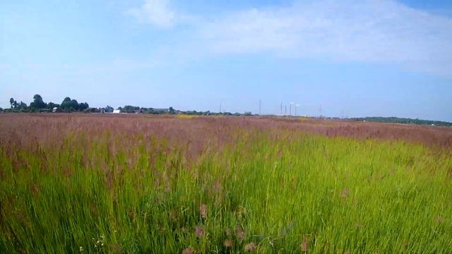 Венгерская выжла Адель куропатки