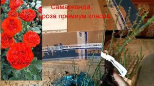 Обзор посылки с розами из питомника Элит! Гора новинок!