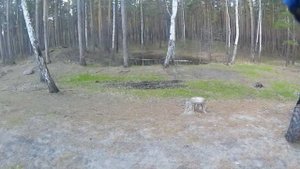 Покатушки. Квадроцикл CFmoto.