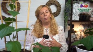 Огурцы в домашнем огороде. Все от А до Я. #огороднаокне