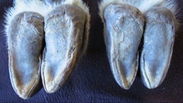 Почему горные козлы не падают с отвесных скал смотреть онлайн