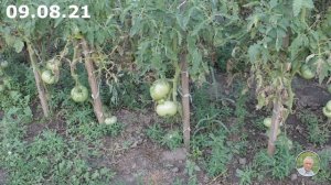 Медвежья лапа сорт томата минусинской селекции