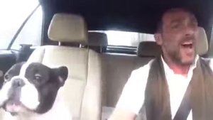 Собака в машине подпевает хозяину