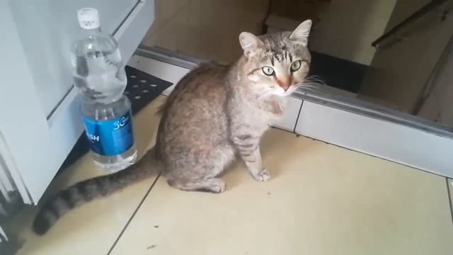 Мочой тряпку смочите и всё пройдет