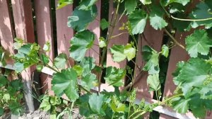 Малоуходный сорт технического винограда ТАН  85