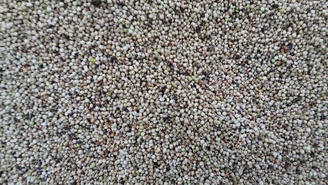 Выращивание сорго. No till 20.10.2017 уборка очесывающей жаткой смотреть онлайн