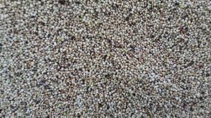 Выращивание сорго.  No till  20.10.2017 уборка очесывающей жаткой