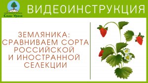 Земляника: сравниваем сорта российской и иностранной селекции