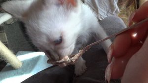 тайская кошка шоколад поинт(певица)