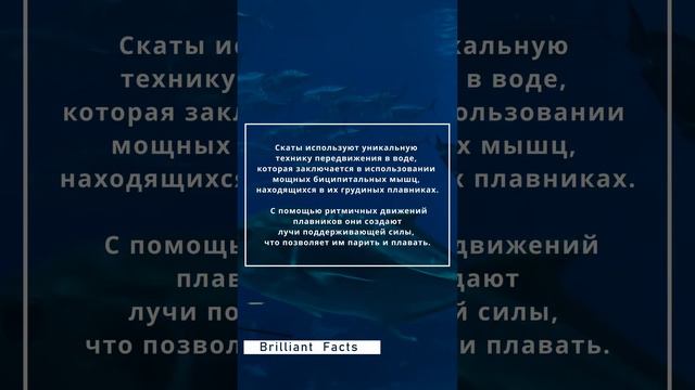 Какое животное буквально летает в воде?