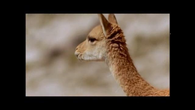 The Viscacha