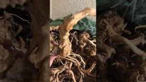 Обзор корней азалии для аквариума