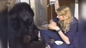 Девушка обучала гориллу разговаривать 40 лет и результаты, которых она добилась, поразили весь мир!