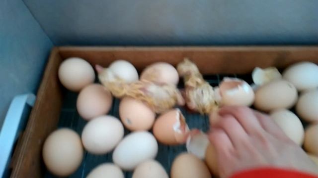 Рождение цыплят бройлеров / Вылупление бройлеров смотреть онлайн