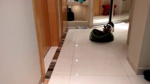 Французкий бульдог и кот.Продолжение.