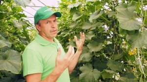 Идеальный огурец для дачников