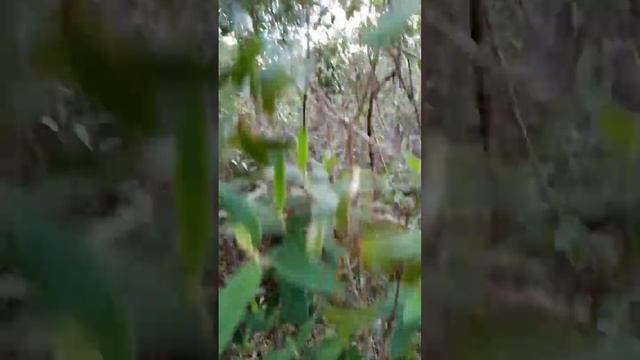 Smilax glabra Roxb Video by Trùm Cuối